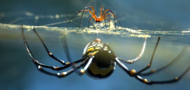能否詳細(xì)解釋蜘蛛的交尾策略，arxiv論文助手arxiv論文助手（pedipalps）