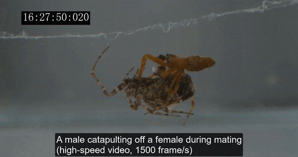 能否詳細(xì)解釋蜘蛛的交尾策略，arxiv論文助手arxiv論文助手（pedipalps）