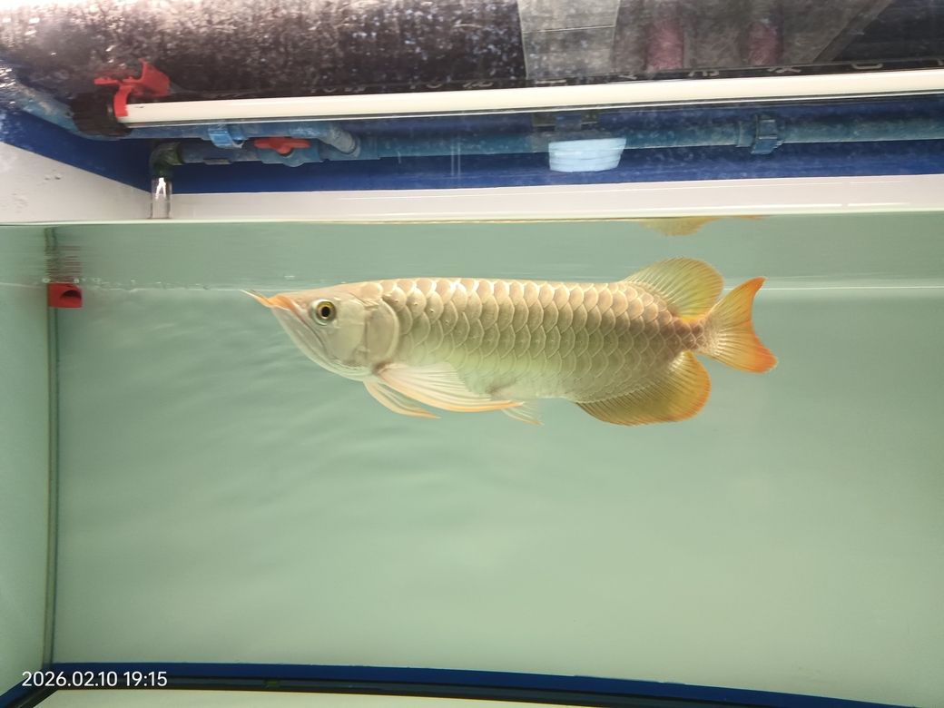 入缸4個月，“入缸”的重要性