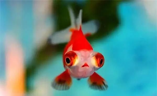 如何提升觀賞魚(yú)的色彩鮮艷度，如何提高觀賞魚(yú)的色彩鮮艷度？