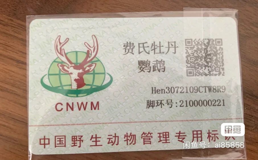 特色牡丹鸚鵡，牡丹鸚鵡是一種美麗而有趣的寵物 特色牡丹鸚鵡，牡丹鸚鵡是一種美麗而有趣的寵物 龍魚論壇 第2張