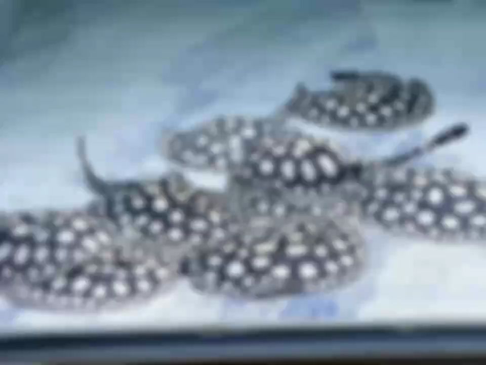 基因決定品相，血統成就高度，純血之美，基因決定品相，血統成就高度