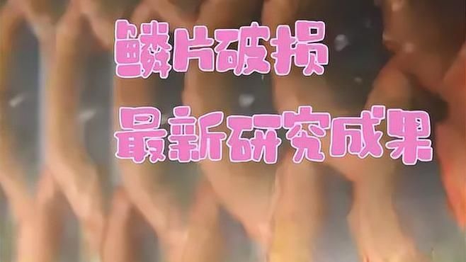龍魚魚鱗爛是什么原因，魚魚鱗爛是由多種原因引起的，可能是由多種原因引起的