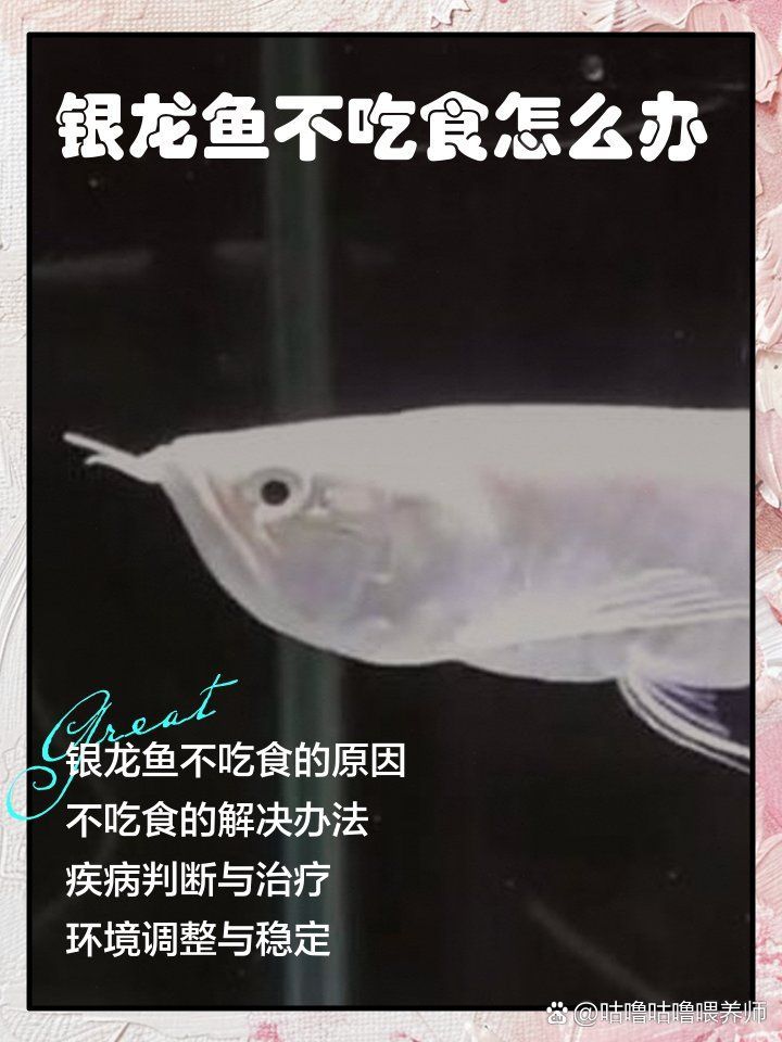 有哪些常見銀龍魚疾病，銀龍魚常見疾病及其簡要描述