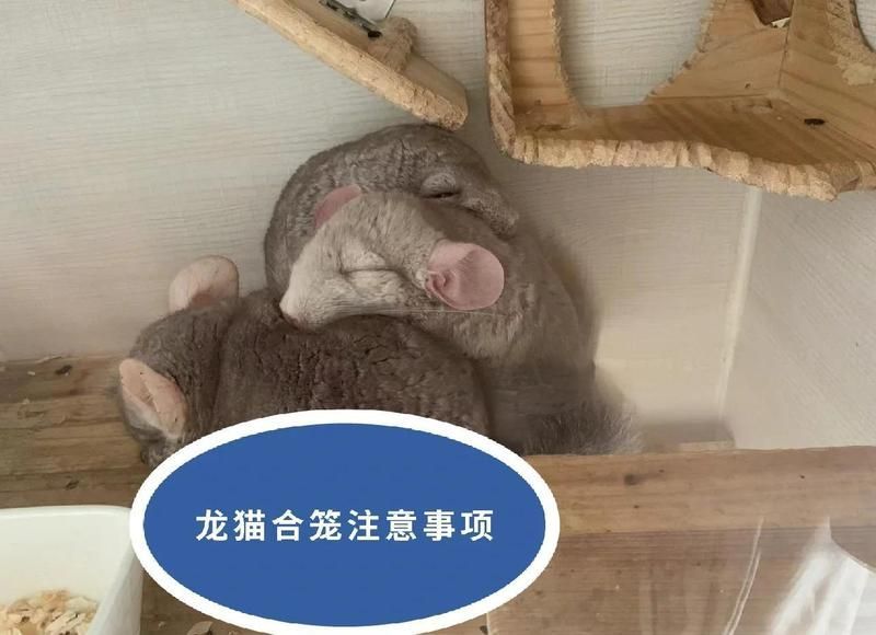 如何判斷兩只龍貓是否適合共養(yǎng)，兩只龍貓是否適合共養(yǎng)