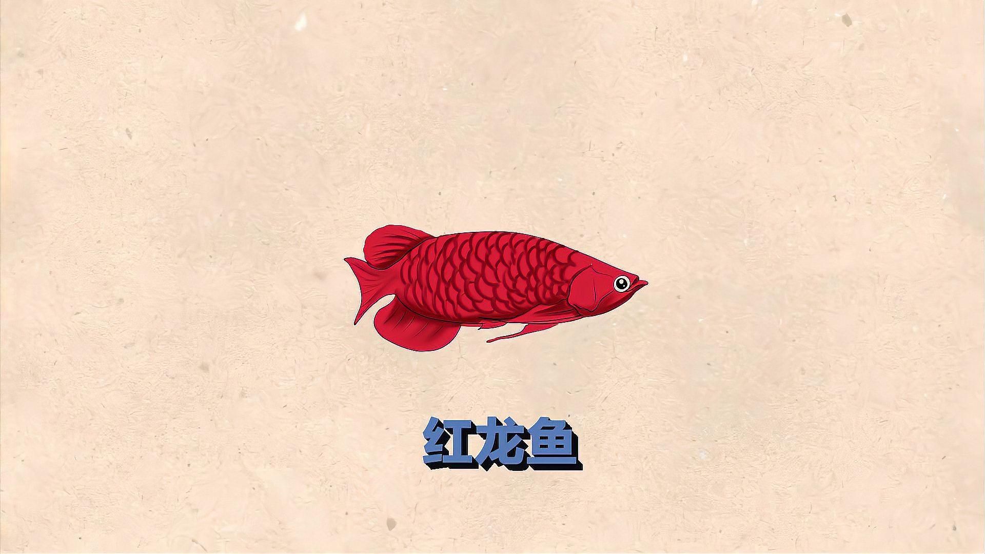 如何判斷紅龍魚是否需要吃蔬菜，判斷紅龍魚是否需要吃蔬菜