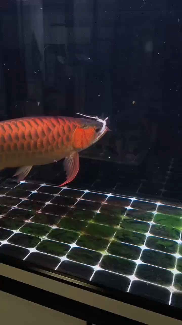 加餐，加餐時應該注意什么？
