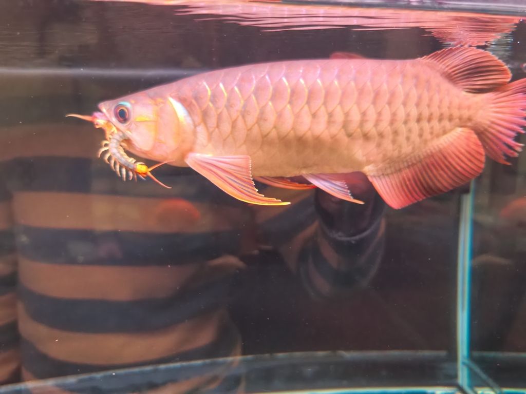 陪伴72天了，《陪伴72天了》