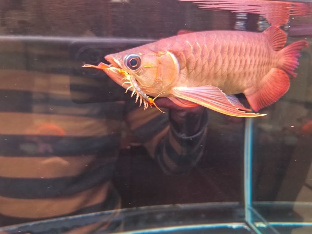 陪伴72天了，《陪伴72天了》