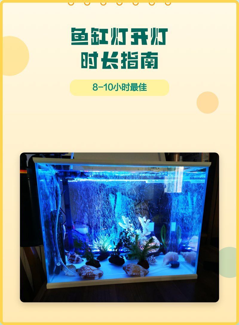 魚缸開燈時間多久合適，魚缸開燈時間如何設置 魚缸開燈時間多久合適，魚缸開燈時間如何設置 龍魚百科 第1張