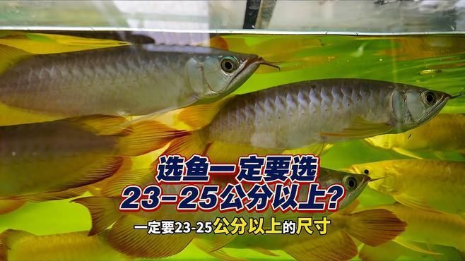 如何挑選健康的樂東黎族龍魚？，樂東黎族龍魚健康龍魚的價格是多少，樂東黎族龍魚應該怎么選
