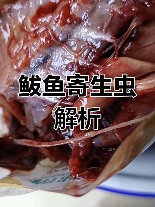 鲅魚肚子里成團(tuán)白線寄生蟲，鲅魚體內(nèi)的寄生蟲——蛔蟲