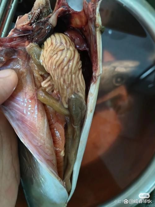 鲅魚肚子里成團(tuán)白線寄生蟲，鲅魚體內(nèi)的寄生蟲——蛔蟲
