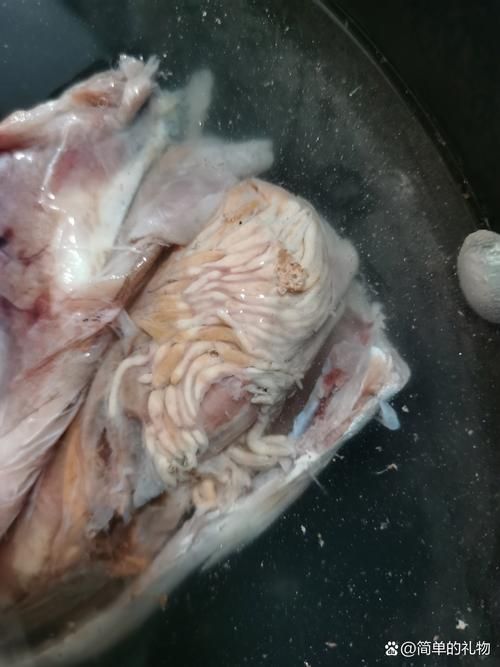 鲅魚肚子里成團白線寄生蟲，鲅魚體內的寄生蟲——蛔蟲