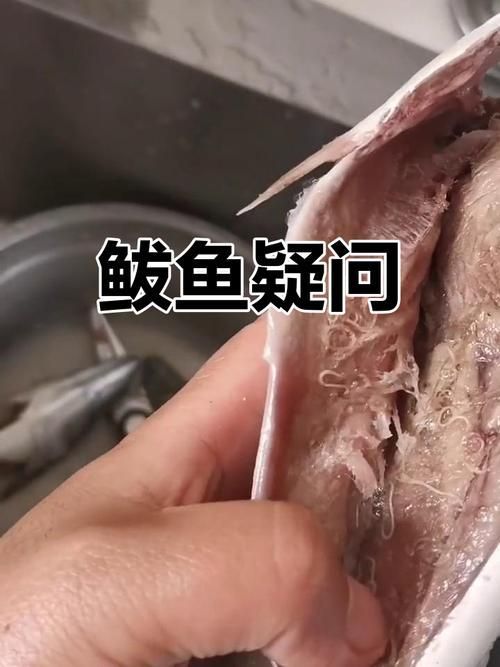 鲅魚肚子里成團(tuán)白線寄生蟲，鲅魚體內(nèi)的寄生蟲——蛔蟲