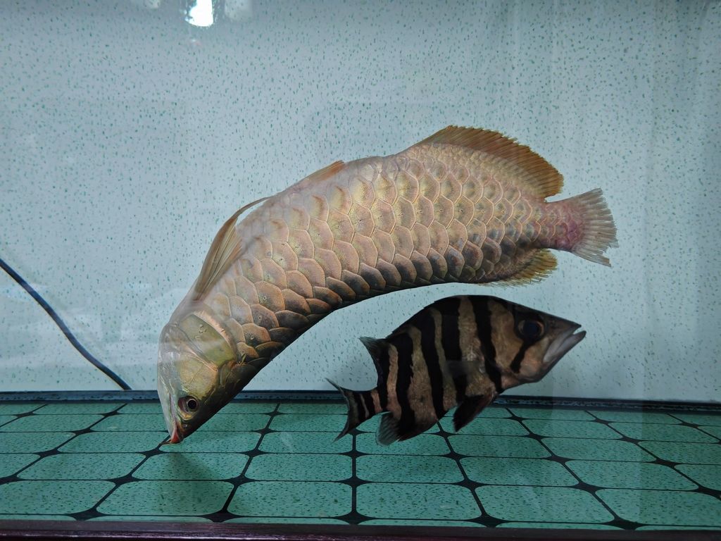 4年264天，因為自己的愚蠢操作小龍歸天了，近5年的陪伴，希望轉世去個好人家，再見[daku]，小龍的離去與轉世之愿