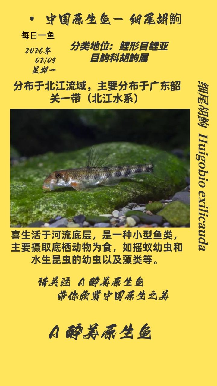 細尾胡鮈，尾胡[需手動填充]是什么魚