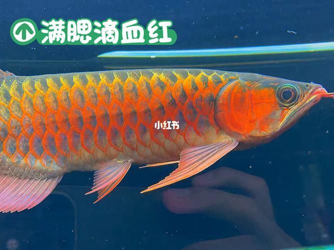 紅龍腮紅的持久度如何，如何判斷紅龍腮紅的持久度 紅龍腮紅的持久度如何，如何判斷紅龍腮紅的持久度 龍魚百科 第6張