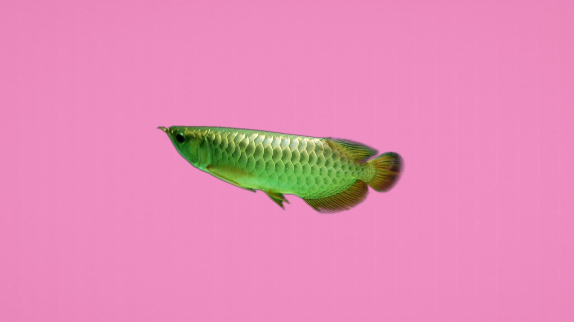金龍魚50厘米有哪些品種，金龍魚50厘米紅龍魚50厘米紅龍魚50厘米哪個品種最珍貴