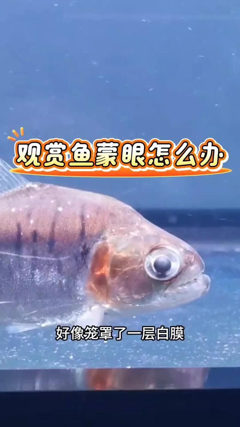 如何判斷龍魚眼睛白色凸起是蒙眼還是凸眼，如何判斷龍魚“蒙眼”與“凸眼”