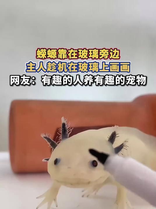 如何判斷蠑螈是否認(rèn)主人，如何判斷蠑螈是否認(rèn)主