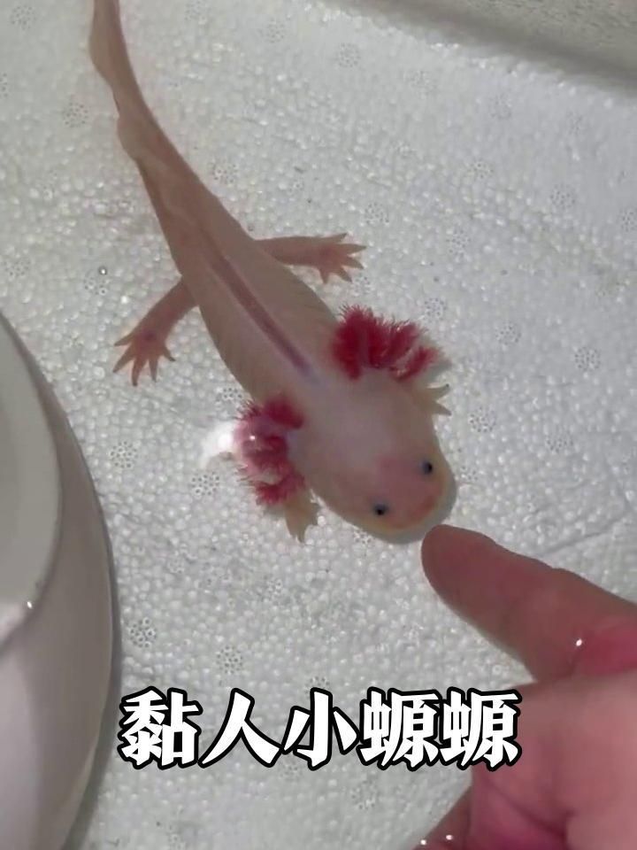 如何判斷蠑螈是否認主人，如何判斷蠑螈是否認主 如何判斷蠑螈是否認主人，如何判斷蠑螈是否認主 龍魚百科 第2張