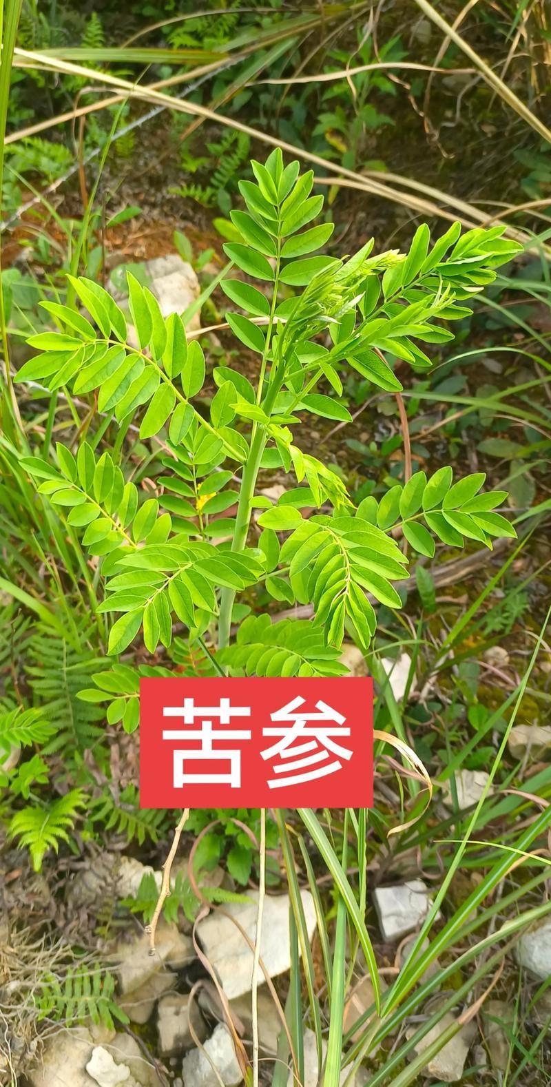 哪些中藥對魚寄生蟲最有效，哪些中藥對魚寄生蟲最有效，大黃、大黃素、1000字說明和配圖