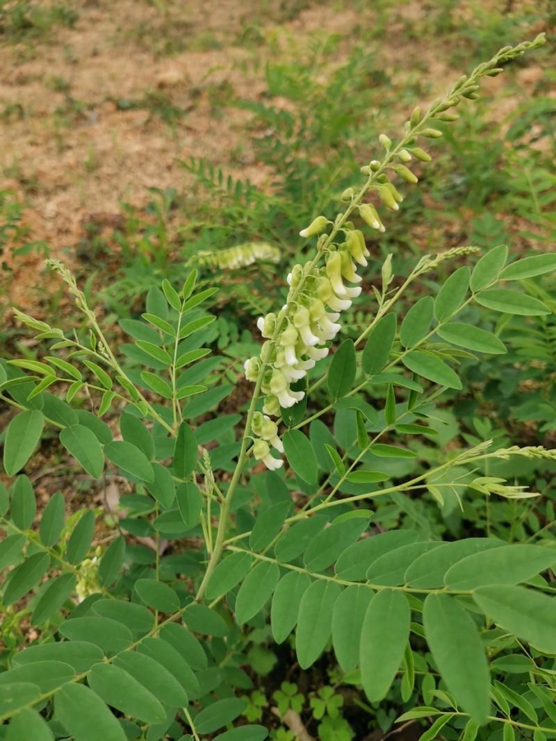 哪些中藥對魚寄生蟲最有效，哪些中藥對魚寄生蟲最有效，大黃、大黃素、1000字說明和配圖