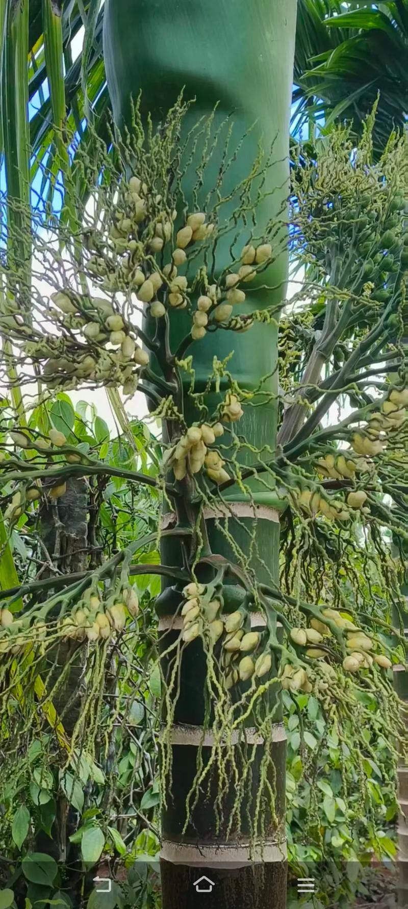 哪些中藥對魚寄生蟲最有效，哪些中藥對魚寄生蟲最有效，大黃、大黃素、1000字說明和配圖