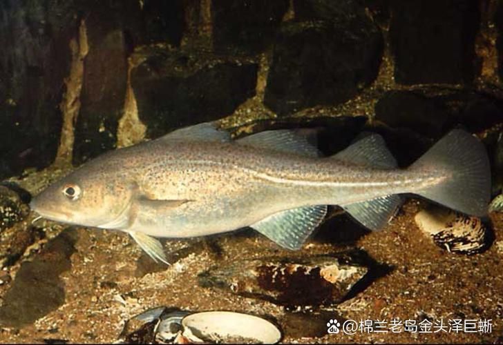 鱈龍魚是鱈魚和龍鱈魚的雜交種嗎？，“鱈龍魚”與“鱈龍魚”的區別