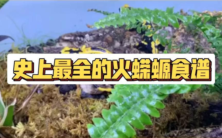 幼年小火龍蠑螈吃什么食物，嗶哩嗶哩，如何判斷小火龍蠑螈是否健康