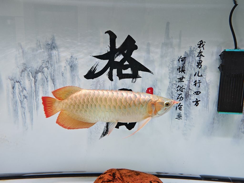 夢見魚撞缸具體預示什么，夢見魚撞缸后如何應對