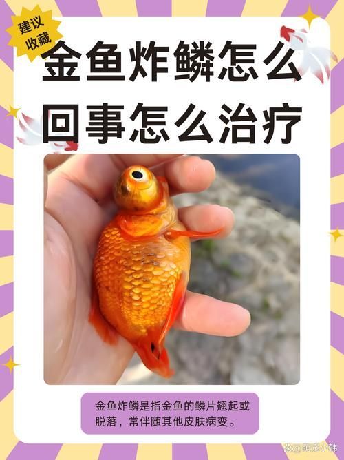 給我一些金龍魚疾病預(yù)防的圖片，金龍魚疾病預(yù)防