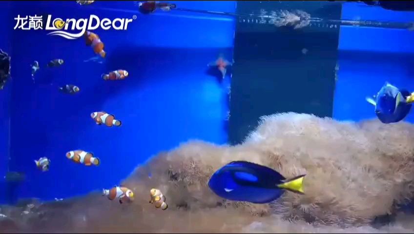 轉發990，“轉發990”現象 轉發990，“轉發990”現象 龍魚論壇