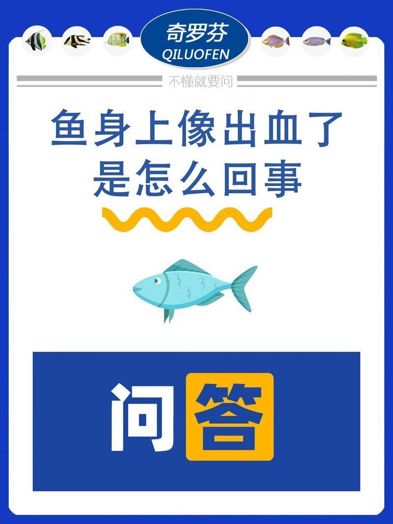 龍魚魚鰭充血最簡(jiǎn)單三個(gè)妙招，龍魚魚鰭充血處理實(shí)操流程