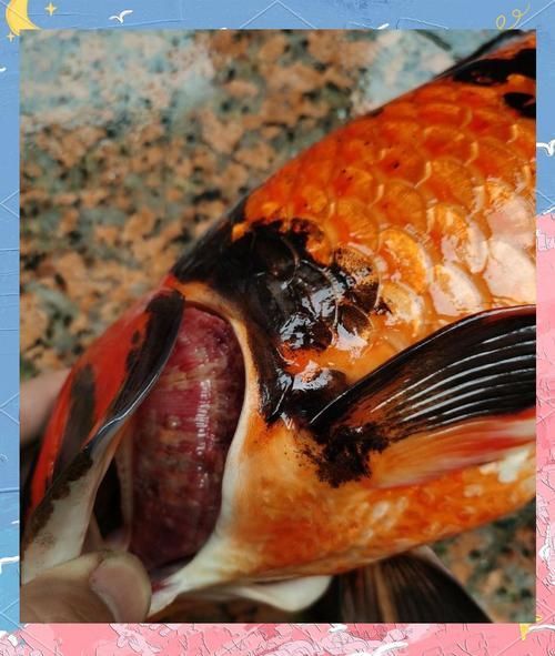 如何預(yù)防魚身上發(fā)紅，如何防止魚身發(fā)紅