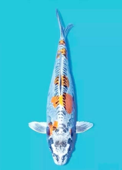 如何預(yù)防魚身上發(fā)紅，如何防止魚身發(fā)紅