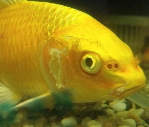 如何預(yù)防魚身上發(fā)紅，如何防止魚身發(fā)紅