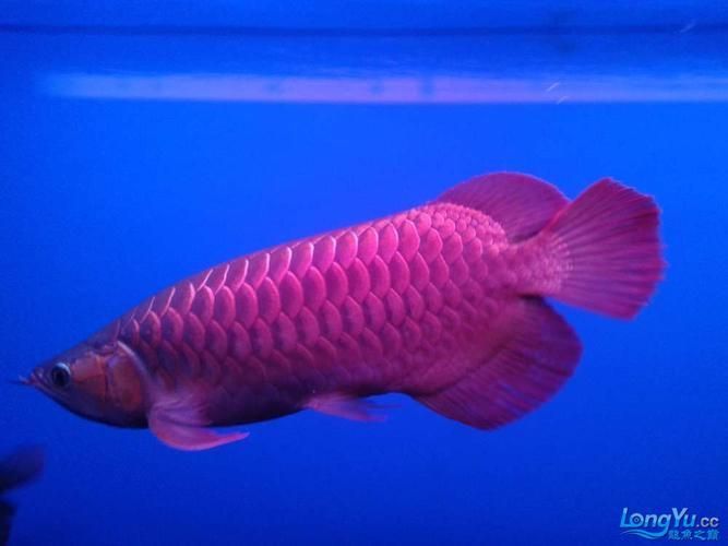 龍魚咣咣嘴有哪些治療方法，龍魚嘴巴發出咣咣咣聲的治療方法
