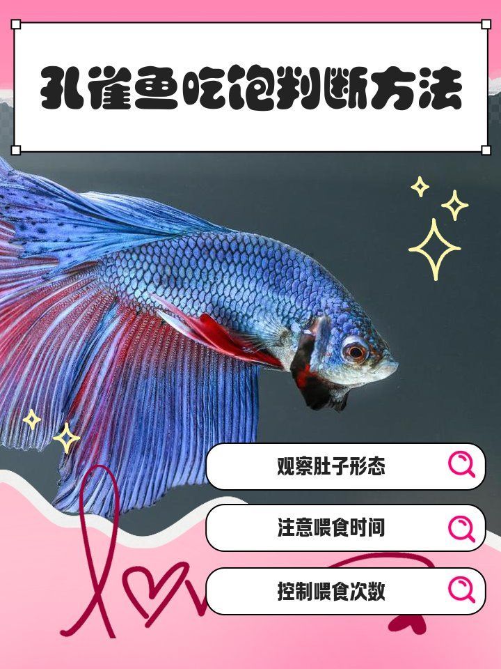 如何判斷孔雀魚是否吃飽，如何判斷孔雀魚是否吃飽，三大關鍵特征