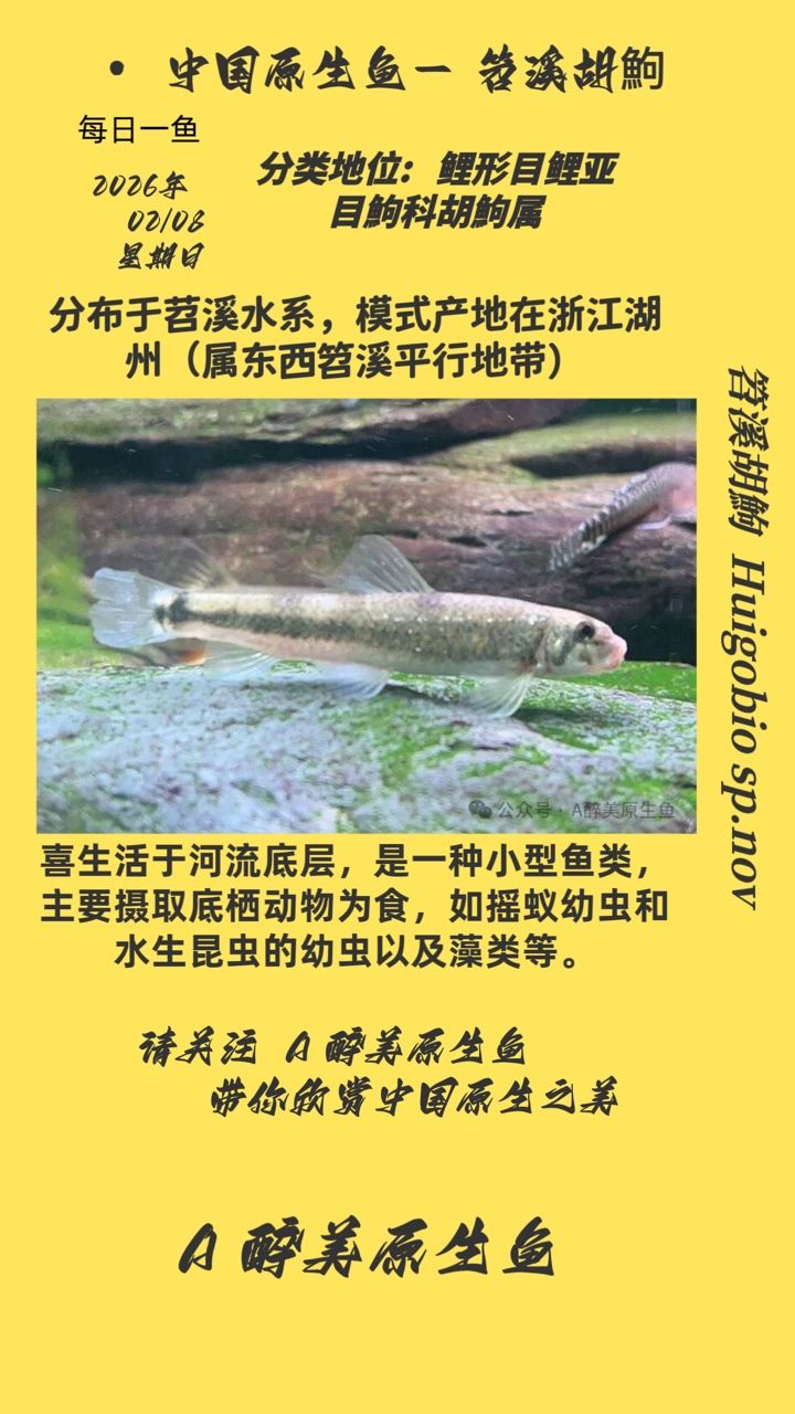 笤溪胡鮈，笤溪胡鮈的基本特性 笤溪胡鮈，笤溪胡鮈的基本特性 龍魚論壇