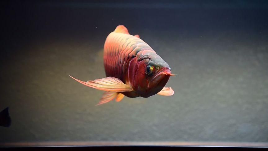 紅龍魚btl最建議買的三個系列，紅龍魚btl最值得購買的三個系列 紅龍魚btl最建議買的三個系列，紅龍魚btl最值得購買的三個系列 龍魚百科 第5張
