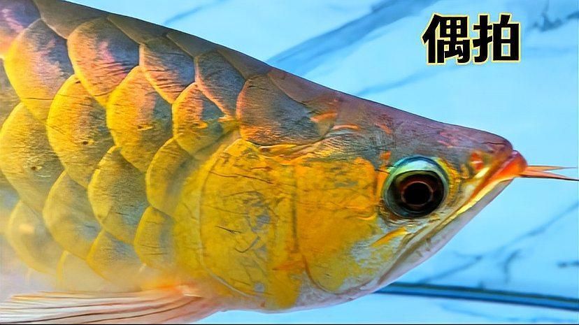 金龍魚的視頻，“金龍魚”的主要內容