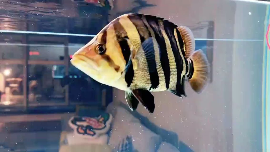 水中游動藝術品，每條魚在水中游動都是靚麗的色彩 水中游動藝術品，每條魚在水中游動都是靚麗的色彩 龍魚論壇