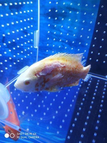銀龍魚水霉病圖片，如何判斷銀龍魚是否感染水霉病