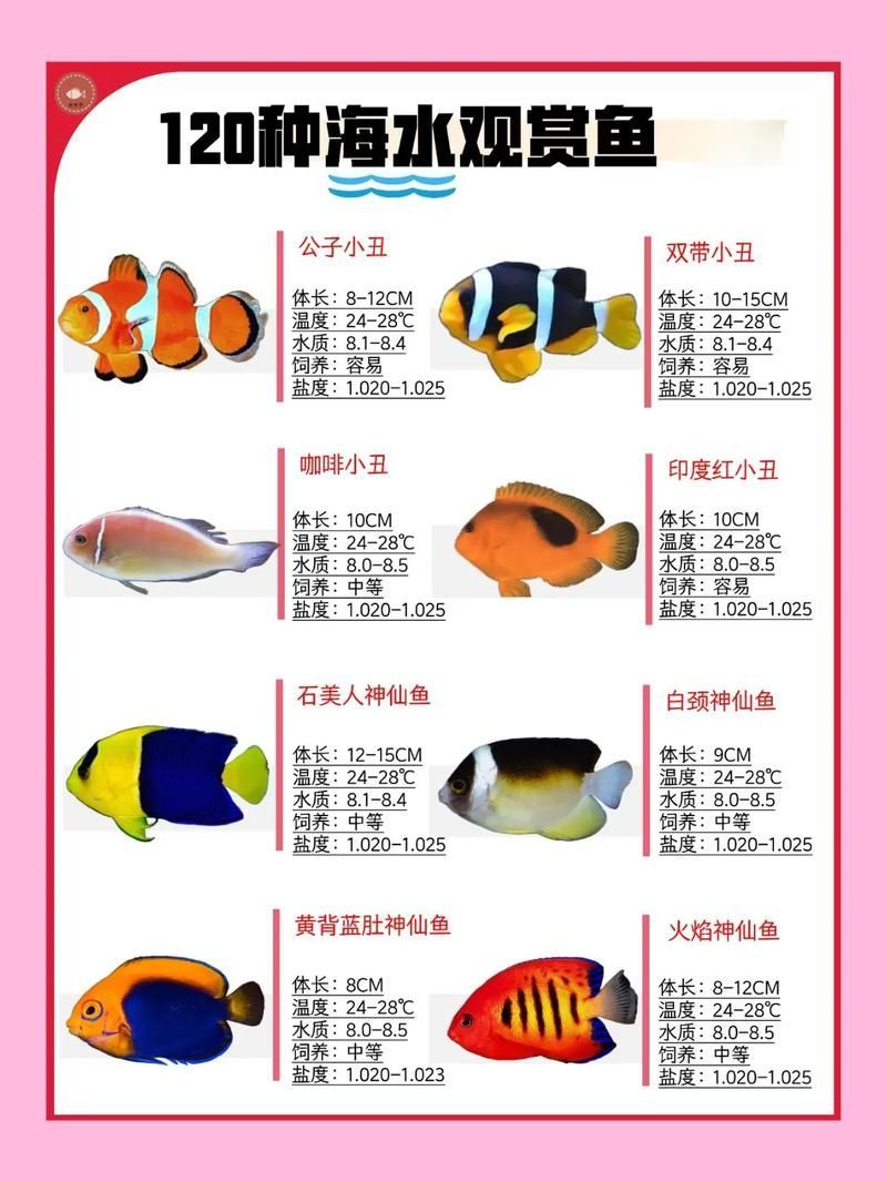 有沒有觀賞魚價格表大全的圖片,2018觀賞魚價格表大全 龍魚百科 第7張 有沒有觀賞魚價格表大全的圖片,2018觀賞魚價格表大全 有沒有觀賞魚價格表大全的圖片,2018觀賞魚價格表大全 龍魚百科 第7張