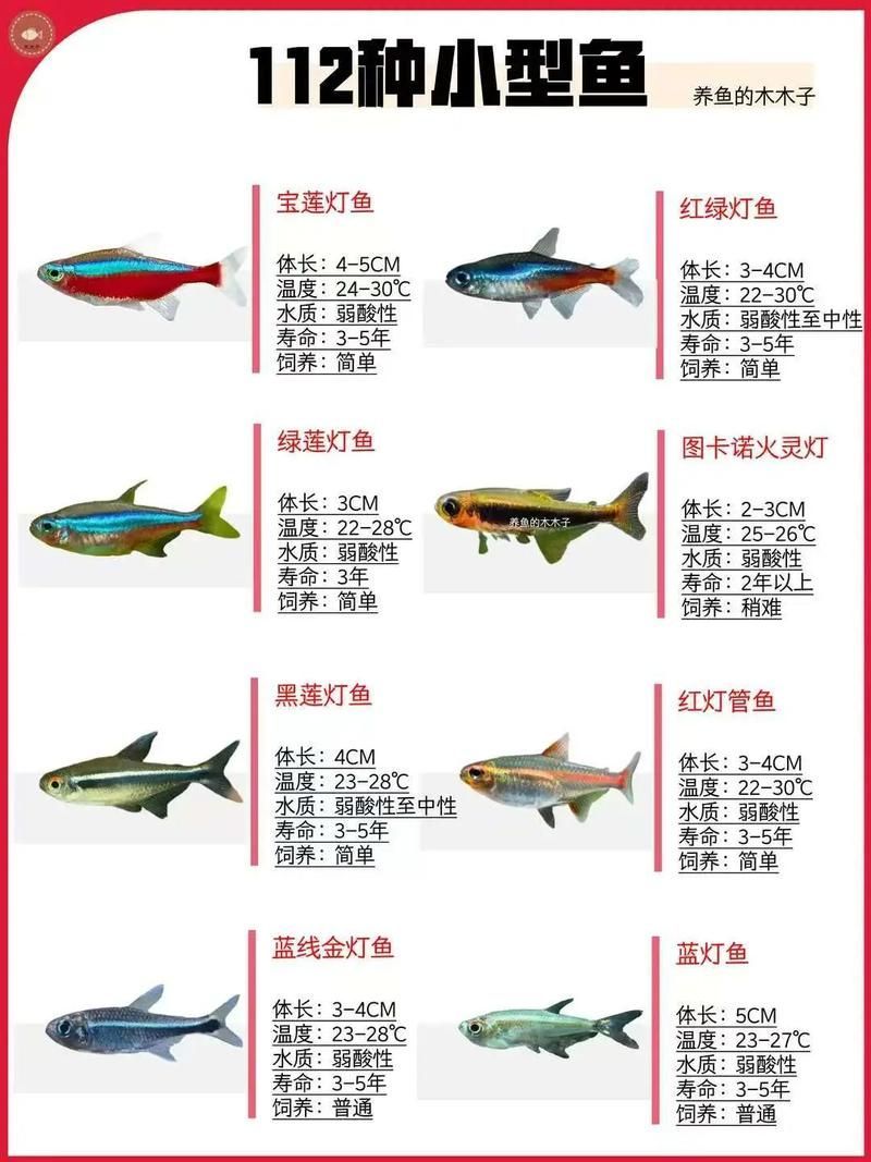 有沒有觀賞魚價格表大全的圖片,2018觀賞魚價格表大全 龍魚百科 第1張 有沒有觀賞魚價格表大全的圖片,2018觀賞魚價格表大全 有沒有觀賞魚價格表大全的圖片,2018觀賞魚價格表大全 龍魚百科 第1張