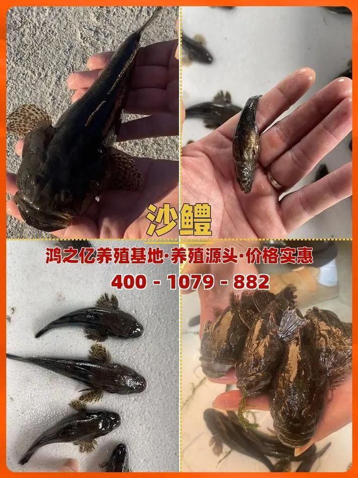有沒有觀賞魚價格表大全的圖片,2018觀賞魚價格表大全 龍魚百科 第8張 有沒有觀賞魚價格表大全的圖片,2018觀賞魚價格表大全 有沒有觀賞魚價格表大全的圖片,2018觀賞魚價格表大全 龍魚百科 第8張