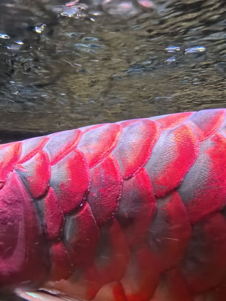 龍魚鱗片長白毛，愛魚玩水族_養魚咨詢評論：龍魚鱗片上這棉絮一樣的是什么病 龍魚鱗片長白毛，愛魚玩水族_養魚咨詢評論：龍魚鱗片上這棉絮一樣的是什么病 龍魚論壇 第1張
