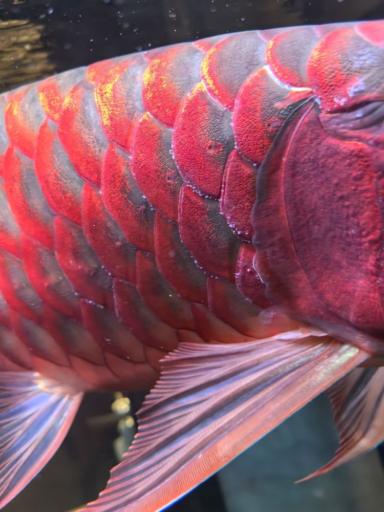 龍魚鱗片長白毛，愛魚玩水族_養魚咨詢評論：龍魚鱗片上這棉絮一樣的是什么病 龍魚鱗片長白毛，愛魚玩水族_養魚咨詢評論：龍魚鱗片上這棉絮一樣的是什么病 龍魚論壇 第2張